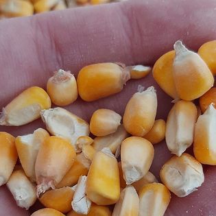 Corn from Argentina supplied by Agropecuaria El Sauce S.R.L. - Yellow Maize (Corn)