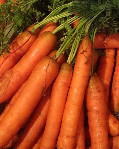 Fresh Carrot from Germany supplied by Fischer - Gemüse GmbH & Co. KG - Bunched (=With Top) Fresh Carrot