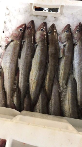 Fresh White Fish from 영국 supplied by Seafood Sourcing Ltd - Fresh (=Chilled=Raw) 냉동 화이트피쉬