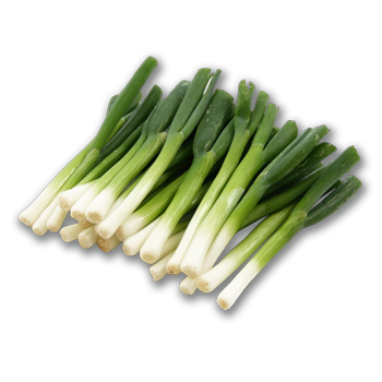 Spring Onion from 이집트 supplied by FV SeleQt - Green 신선 봄양파