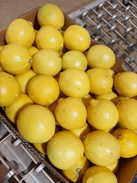 Fresh Lemon from Bolivia supplied by Totai Citrus S.A. - Yellow Fresh Lemon