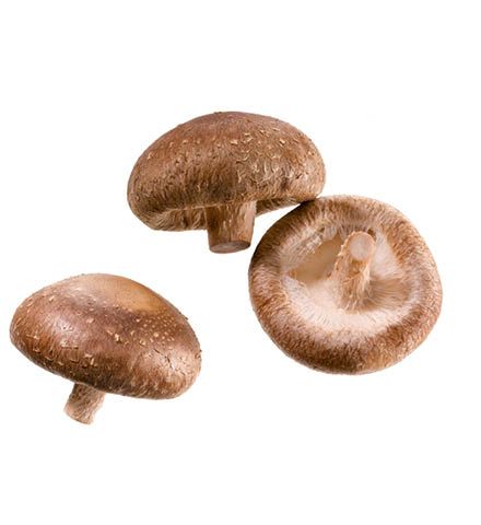 Shiitake Mushroom from Germany supplied by Pilzgarten GmbH - Fresh (=Chilled) Shiitake Mushroom