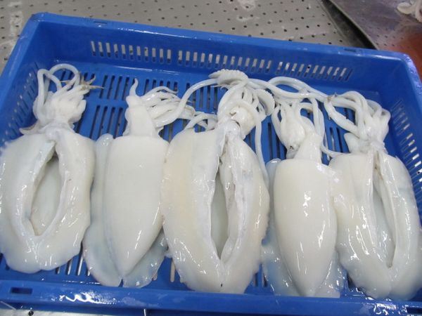Frozen Cuttle Fish from Malaysia supplied by Widegrowth Marine Products Sdn. Bhd. - Frozen Frozen Cuttlefish