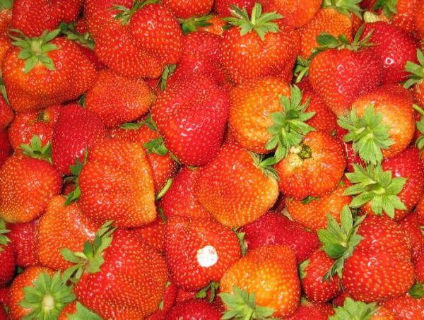 Fresh Strawberry from 폴란드 supplied by SADPOL Goszczyn - Red 신선 딸기