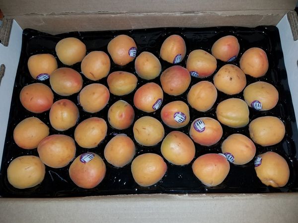 fresh peaches from United States supplied by Peterson Fruit Co., Inc - Fresh (=Chilled) Fresh Peach