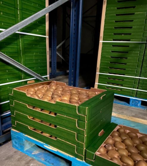 BIO ORGANIC KIWI FRUIT from 그리스 supplied by EXPORTERA P.C - 단단한 키위 신선 키위