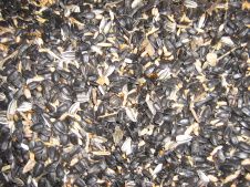 Sunflower Seed from 체코 supplied by Farma Kleibl - Birdfeed 해바라기 씨