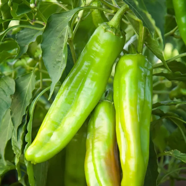 Fresh Hatch Green Chile from United States supplied by Hatch Green Chile - Green Dried Whole Chili Pepper