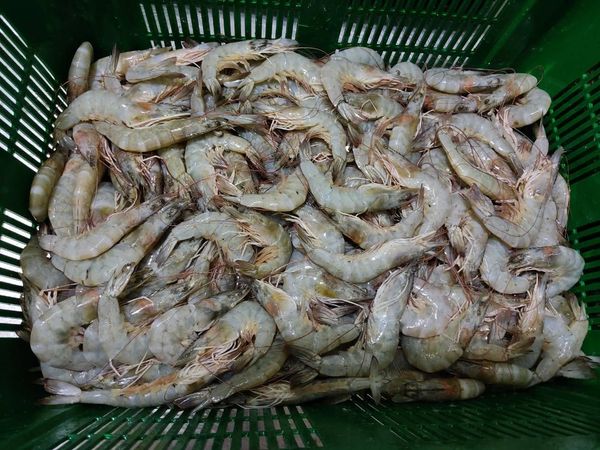 Fresh Prawn from Sri Lanka supplied by Aloy Expo Ltd. - Shell On (=Unpeeled) Frozen Common Shrimp & Prawn