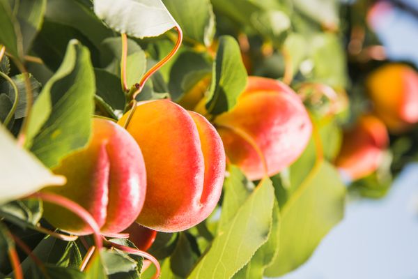 Fresh Apricots from Moldova supplied by Agroterra  (Dorvalandro SRL) - Medium Fresh Apricot