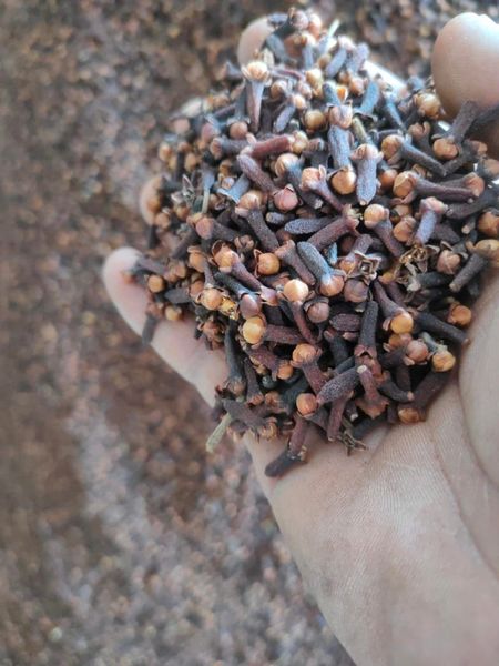 Clove from India supplied by Tesha Group - Dried Whole Clove