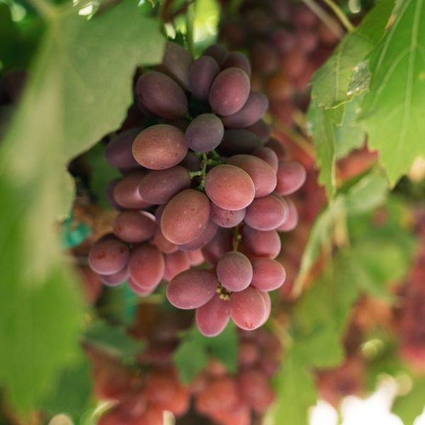 Grape from South Africa supplied by Vanguard International - Seedless Fresh Grape