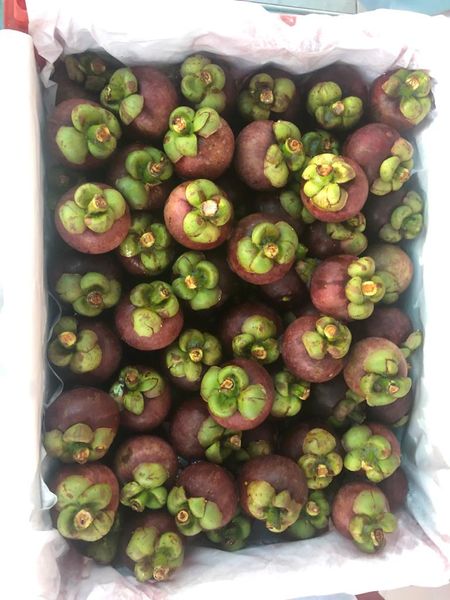 Mangosteen from 인도네시아 supplied by PT. Manggis Elok Utama - Super 1 신선 망고스틴