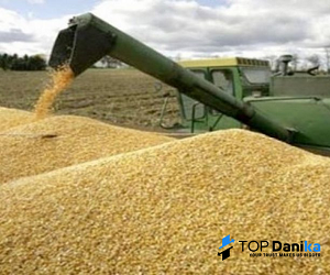 Cereals grains milling wheat crop production 2021 origin Romania from 루마니아 supplied by Top Danika SRL - 그룹 A(=우량 밀) 소맥