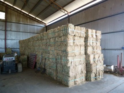Hay from 호주 supplied by Canowindra Produce Co Pty Ltd - 전체 베일 건초