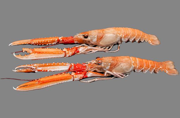 Scampi from 아이슬란드 supplied by Iceland Seafood do Brasil Ltd. (SI Group) - 노르웨이 랍스터 신선 랍스터