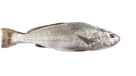 Argyrosomus Regius - Meagre - Kranios -  Corvina - Croaker - Ombrina - Bocca d’Oro - Maigre - Adlerfisch from Greece supplied by STRATOS S.A. - Fresh (=Chilled=Raw) Corvina