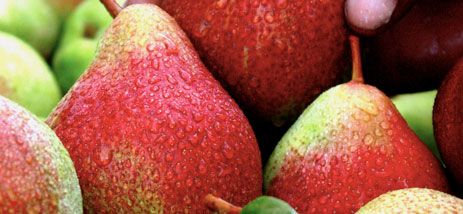 Pear from 남아프리카공화국 supplied by SAFPRO - Whole 신선 배