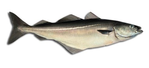 Fresh Saithe from 노르웨이 supplied by NORDIC GROUP AS - Whole (=In The Round) 검정대구
