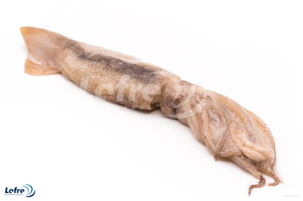 Squid from Spain supplied by Lopez Freire SA - Vacuum Packed (=VAC) Frozen Squid