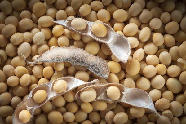 Soybeans from 나이지리아 supplied by TROPICAL PLANTS (NIG) LIMITED - Brown 대두