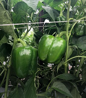 Bell Pepper from United States supplied by C & B Farms, Inc. - Conventional Fresh Bell Pepper