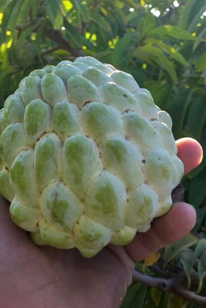 Custard Apple from Egypt supplied by Tagro Egypt for Trade - 8-10 fruits Fresh Custard Apple