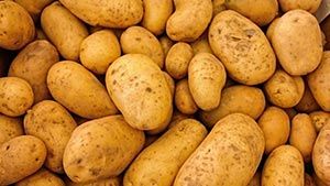 Potato from 벨기에 supplied by Vaidika Group - 갈색 신선 일반 감자