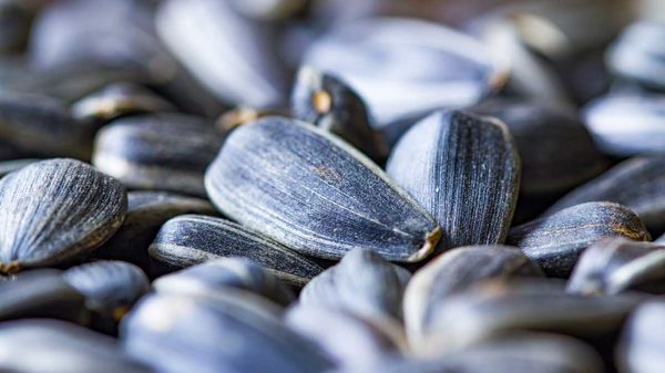 Sunflower Seed from 루마니아 supplied by Cerealcom - Whole 해바라기 씨