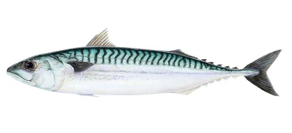 Frozen Mackerel from Iceland supplied by ​Loðnuvinnslan hf. Fáskrúðsfirði - Atlantic Mackerel (=Scomber scombrus =Boston Mackerel) Frozen Mackerel
