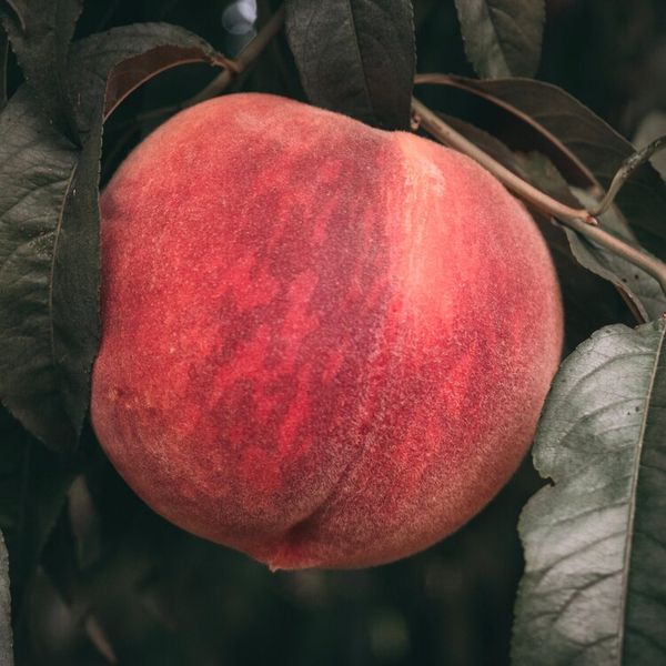 Peaches from 미국 supplied by McMullin Orchards - Yellow Flesh 신선 복숭아