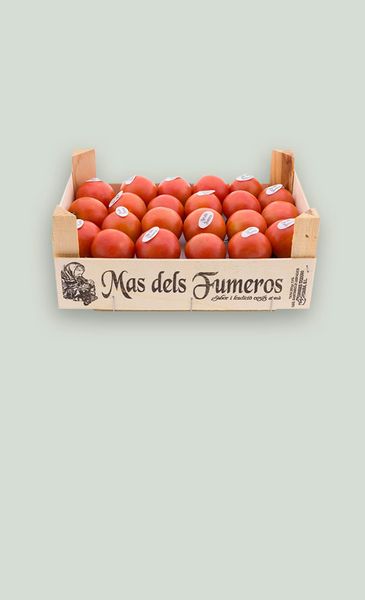 Fresh Tomato from Spain supplied by Mas dels Fumeros - Penjar Fresh Tomato