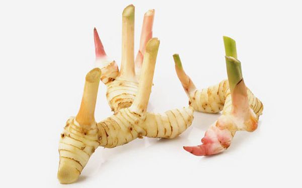 Young Ginger from Vietnam supplied by Minh Thanh Food Company Limited - Native (=Alpinia caerulea=Australian Blue Ginger) Whole Ginger