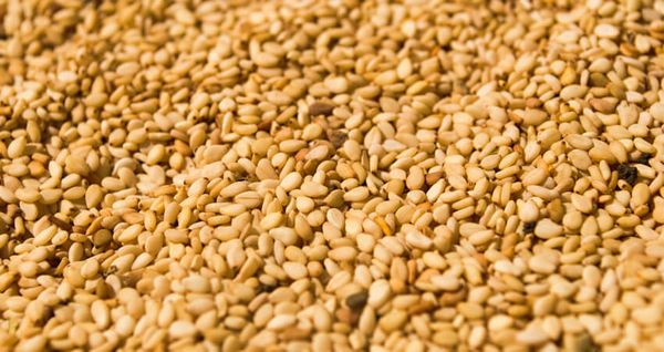 Sudanese White Sesame Seeds ( Hulled & Unhulled ) from 수단 supplied by Allan-company-for-multiple-activities - Unhulled 참깨
