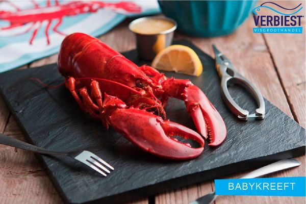 Lobster from 벨기에 supplied by Verbiest - Whole 신선 랍스터