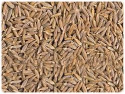 Cumin Seed from 이집트 supplied by Herbs World Co. - Hulled 커민 씨