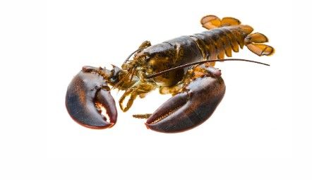 Live Norwegian lobster from Norway supplied by HITRAMAT AS - Hard Shell Fresh Common Lobster