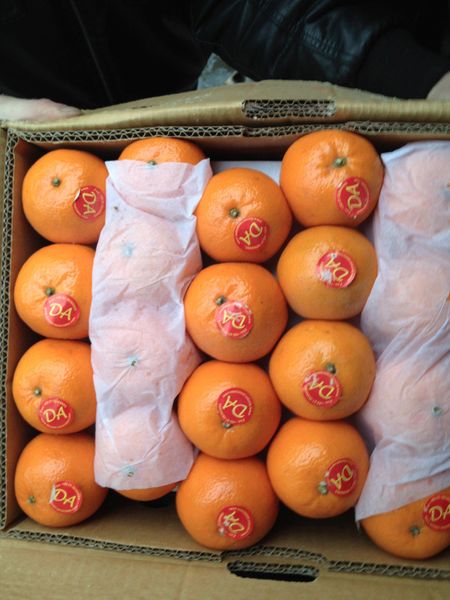 Oranges (Kinno) from Pakistan supplied by Durrani Group - Kinnow Fresh Mandarin