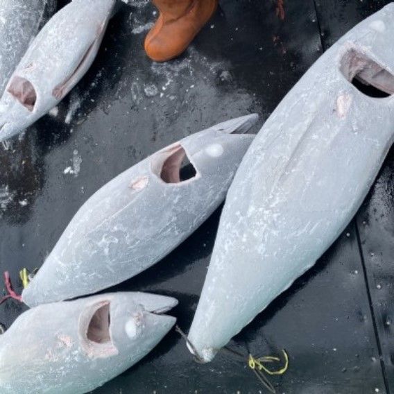 Tuna from 대만 supplied by OCEAN TREASURE CO., LTD. - Bluefin group - Bigeye Tuna (=Thunnus obesus) 참치