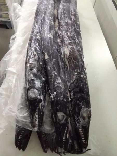 Frozen Black Scabbardfish from 포르투갈 supplied by Nigel - Congeladora José Nicolau, Lda. - Dried locally with direct fire 기타 수산물 가공품