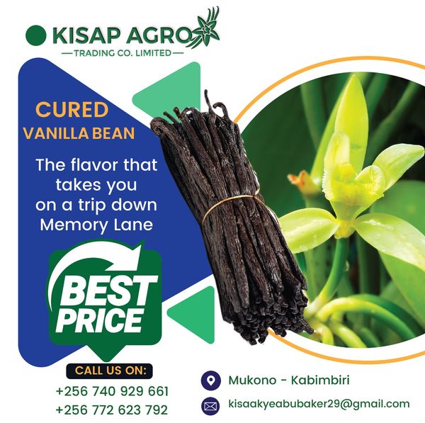 Vanilla from 우간다 supplied by kisap Agro Trading Co. Ltd - 18-22cm 바닐라