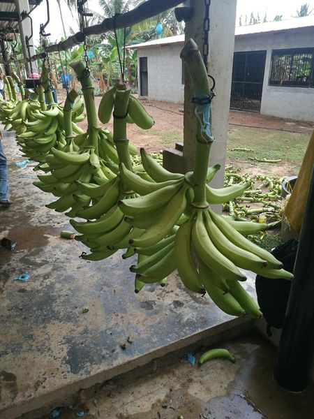 green plantain from 콜롬비아 supplied by Pacific Fruits Corporation - Green 신선 바나나