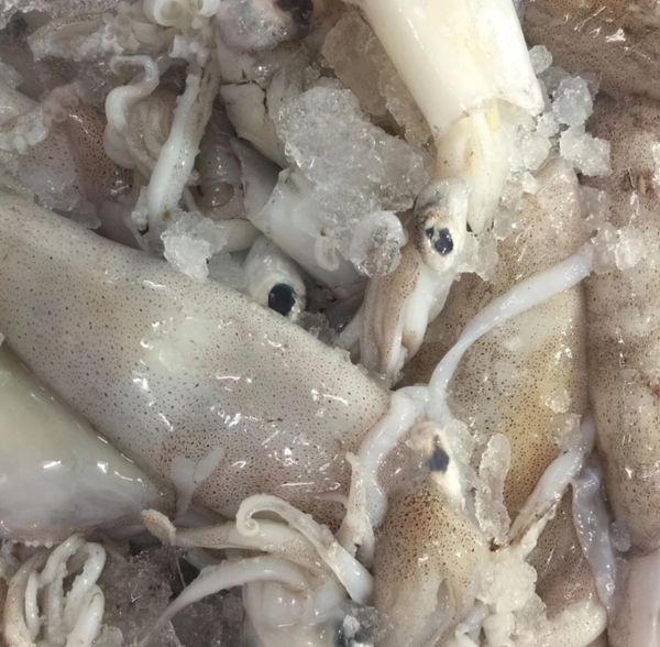 Frozen Squid from 영국 supplied by Veasey & Sons - Whole 냉동 오징어