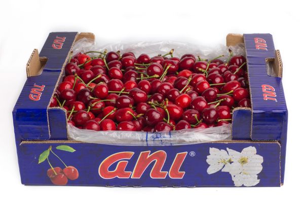 cherry from Turkiye supplied by Anı Tarım Fresh Fruits - Conventional Fresh Sweet Cherry