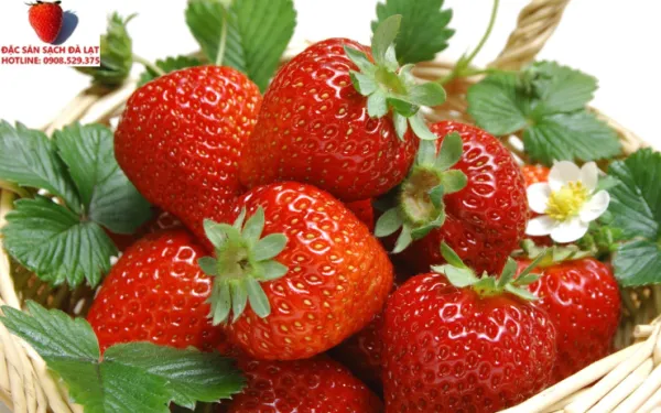 Strawberry from 베트남 supplied by Dalat Specialty Agent - Whole 신선 딸기