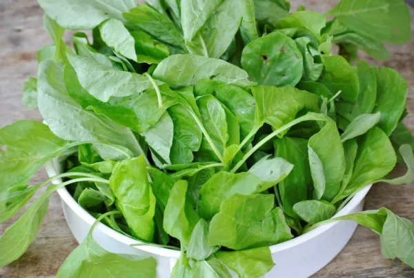 Fresh Spinach from 미국 supplied by MGK Produce Co - Leaf 신선 시금치