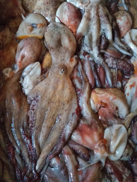 Octopus Vulgaris from Mauritania supplied by Fish Box Sarl - T7 (0.5-0.8 kg) Frozen Octopus