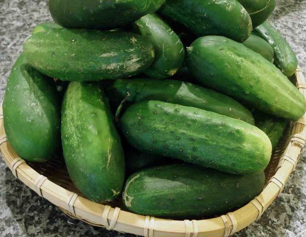 Fresh Cucumber from 방글라데시 supplied by Green Food Processing & Agro Exports - 생 신선 오이
