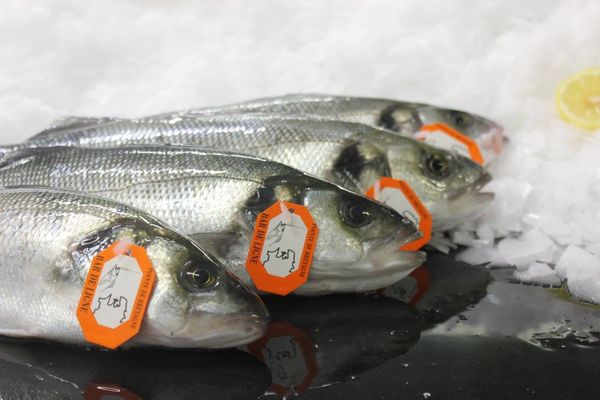 Bass Fish from 프랑스 supplied by PECHERIES LES BRISANTS - Fresh (=Chilled=Raw) 냉동 배스