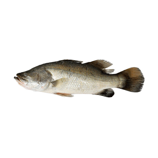 Fresh Sea Bass from 그리스 supplied by Andromeda Group - Whole (=In The Round) 냉동 배스